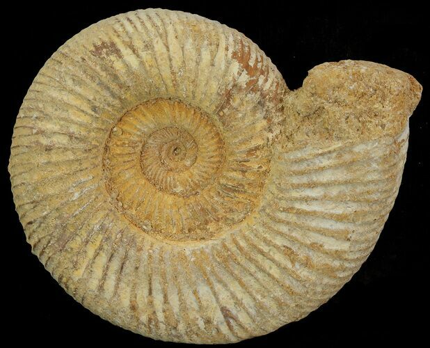 Perisphinctes Ammonite - Jurassic #68169